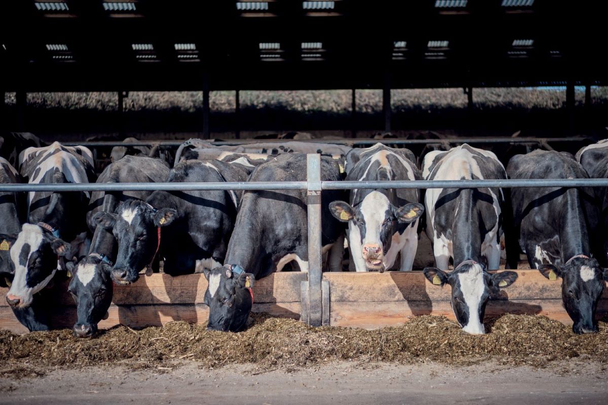 Cows feeding small2 AHDB